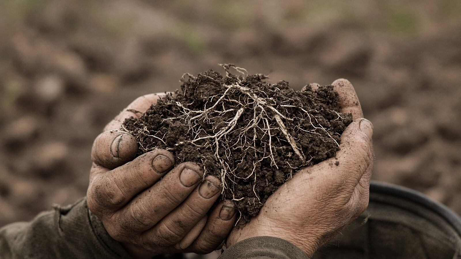 Dark crumbly loam threaded with fine pale roots, held in two weathered hands.